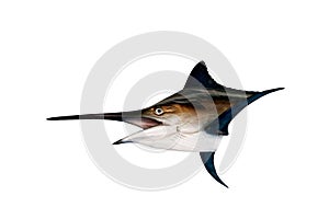 Marlin - Swordfish,Sailfish saltwater fish (Istiophorus) isolate