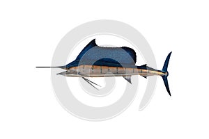 Marlin - Swordfish,Sailfish saltwater fish Istiophorus isolated on white background with clipping path