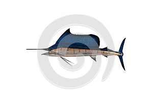 Marlin - Swordfish,Sailfish saltwater fish Istiophorus isolated on white background with clipping path photo