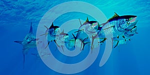 Marlin after Yellowfin Tuna School photo