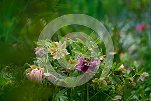 Marlon hellborus  blooms in the spring garden