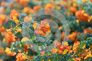 Marmalade bush Streptosolen jamesonii, flowering shrub photo