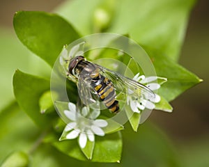 Marmalade Hover Fly on common chickweed, Episyrphus Balteatus