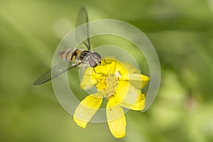Marmalade Hover Fly, Episyrphus Balteatus