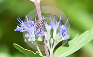 Marmalade Hover fly Episyrphus  Balteatus on Blue Caryopteris Flower.