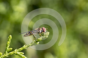 Marmalade Hover Fly Episyrphus balteatus on a ceder branch