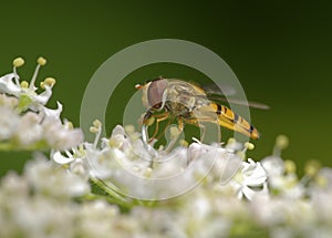 Marmalade Hoverfly