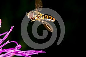 Marmalade hoverfly