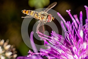 Marmalade hoverfly