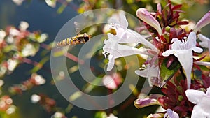Marmalade hoverfly on abelia flowers slow motion