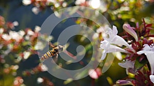 Marmalade hoverfly on abelia flowers slow motion