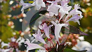 Marmalade hoverfly on abelia flowers slow motion