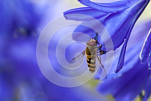 Marmalade hoverfly on blue agapanthus flower.