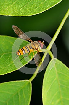 Marmalade hoverfly on branch of tree, Episyrphus balteatus, Pune, Maharashtra