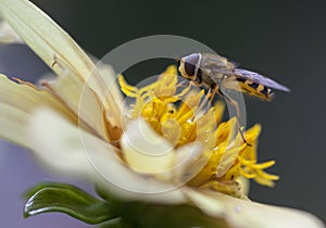 Marmalade Hoverfly Episyrphus balteatus