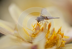 Marmalade Hoverfly Episyrphus balteatus