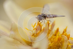 Marmalade Hoverfly Episyrphus balteatus