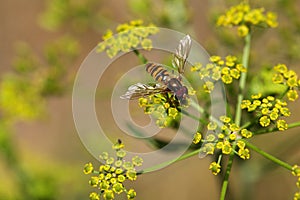 Marmalade Hoverfly Episyrphus balteatus.