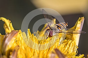 Marmalade hoverfly Episyrphus balteatus