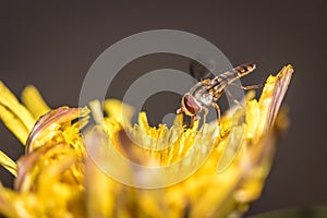 Marmalade hoverfly Episyrphus balteatus