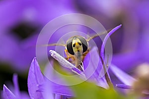 Marmalade hoverfly Episyrphus balteatus