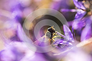 Marmalade hoverfly Episyrphus balteatus