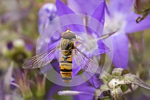 Marmalade hoverfly Episyrphus balteatus