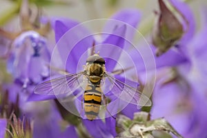 Marmalade hoverfly Episyrphus balteatus