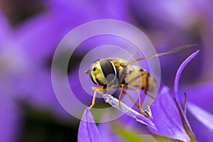 Marmalade hoverfly Episyrphus balteatus