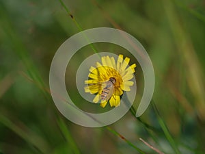 Marmalade hoverfly Episyrphus balteatus on a bright yellow flower of sow thistle