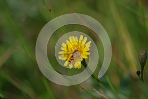 Marmalade hoverfly Episyrphus balteatus on a bright yellow flower of sow thistle