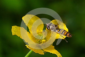 Marmalade Hoverfly, Episyrphus balteatus, distinctive orange black pattern, resting on yellow flower, green background