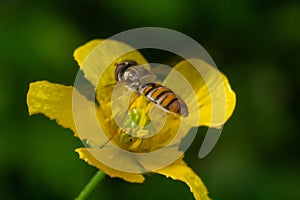 Marmalade Hoverfly, Episyrphus balteatus, distinctive orange black pattern, resting on yellow flower, green background