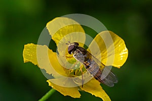 Marmalade Hoverfly, Episyrphus balteatus, distinctive orange black pattern, resting on yellow flower, green background