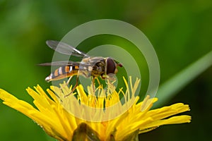 Marmalade Hoverfly Episyrphus balteatus distinctive orange black pattern, resting on yellow flower, green background