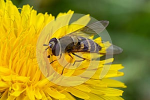 Marmalade Hoverfly Episyrphus balteatus distinctive orange black pattern, resting on yellow flower, green background