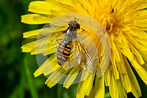 Marmalade Hoverfly Episyrphus balteatus distinctive orange black pattern, resting on yellow flower, green background