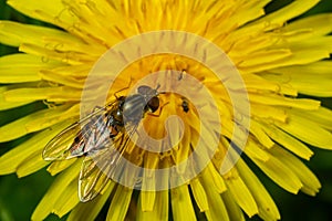 Marmalade Hoverfly Episyrphus balteatus distinctive orange black pattern, resting on yellow flower, green background