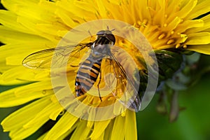 Marmalade Hoverfly Episyrphus balteatus distinctive orange black pattern, resting on yellow flower, green background