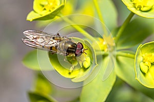 Marmalade hoverfly, Episyrphus balteatus, feeding from a yellow flower on a sunny day