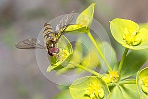 Marmalade hoverfly, Episyrphus balteatus, feeding from a yellow flower on a sunny day