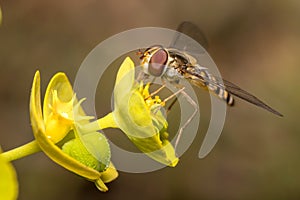 Marmalade hoverfly, Episyrphus balteatus, feeding from a yellow flower on a sunny day