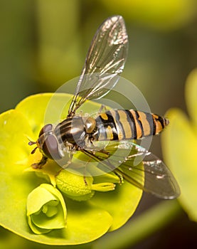 Marmalade hoverfly, Episyrphus balteatus, feeding from a yellow flower on a sunny day