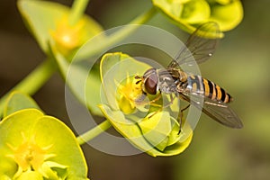 Marmalade hoverfly, Episyrphus balteatus, feeding from a yellow flower on a sunny day