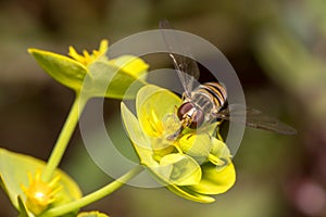 Marmalade hoverfly, Episyrphus balteatus, feeding from a yellow flower on a sunny day