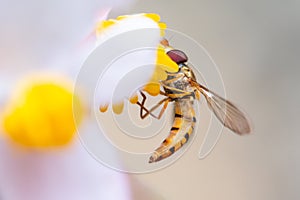 marmalade hoverfly or Episyrphus balteatus on a flower eating pollen