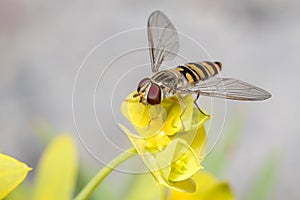 Marmalade hoverfly, Episyrphus balteatus, posed on a yellow flower