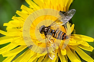 Marmalade hoverfly, Episyrphus balteatus, posed on a yellow flower