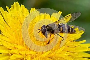 Marmalade hoverfly, Episyrphus balteatus, posed on a yellow flower