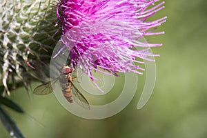 Marmalade Hoverfly, Episyrphus balteatus on a purple thistle flower, Cirsium sp.